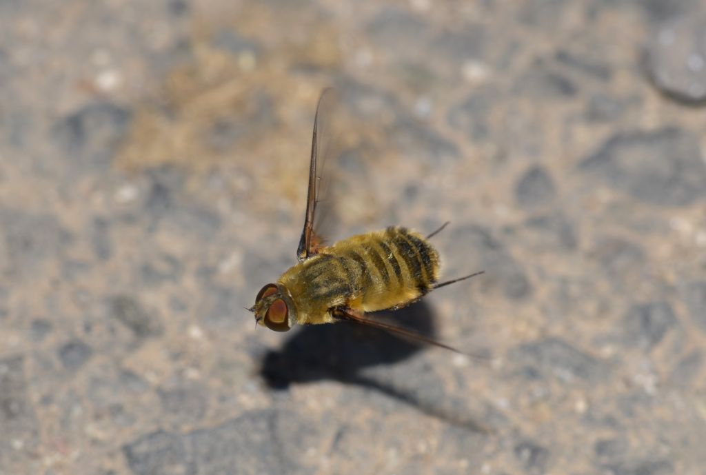 Villa hottentotta ?.....Villa sp. (Bombyliidae)